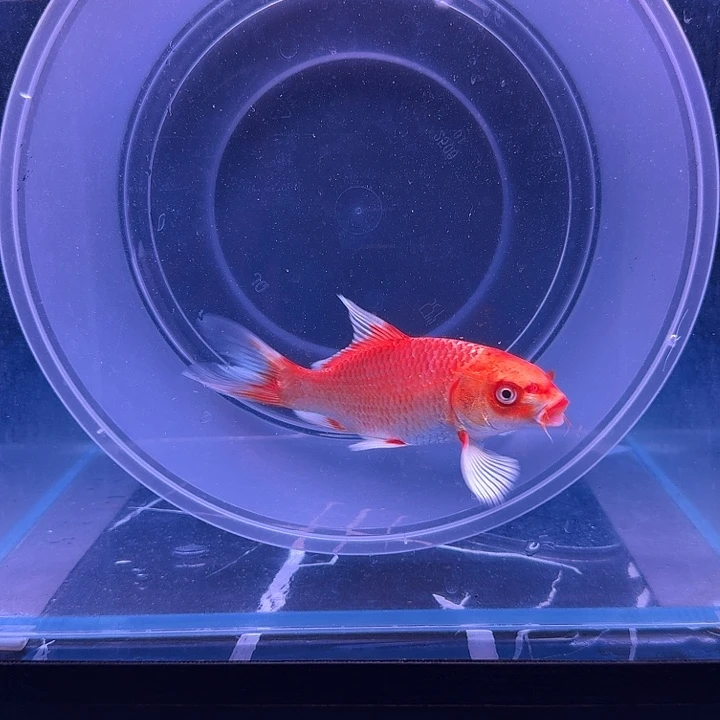 蝴蝶鲤红色蝴蝶鲤