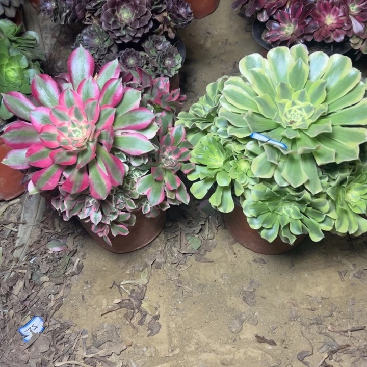 多肉植物断枝不包7