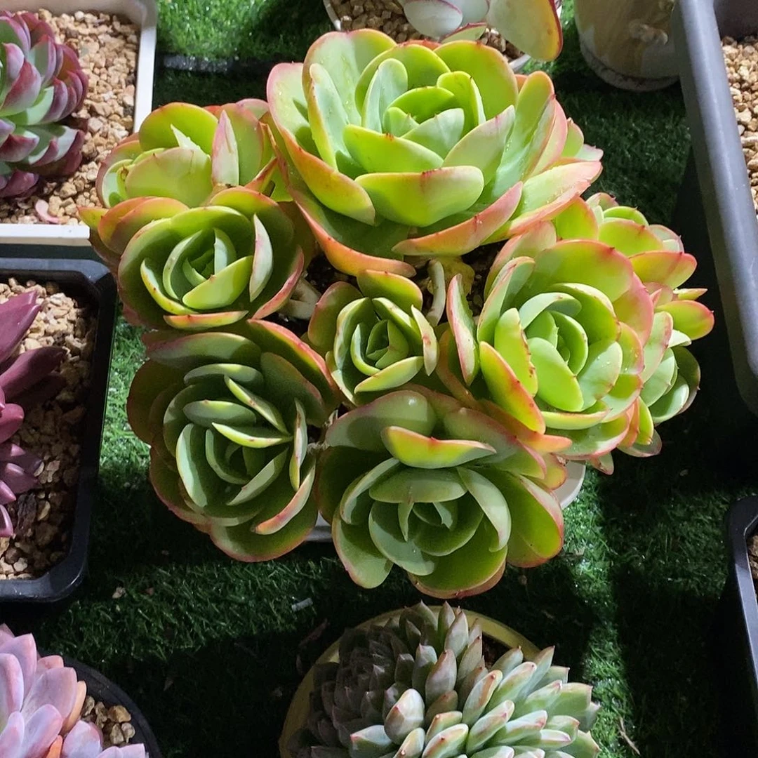 ****生碧桃多肉植物大群