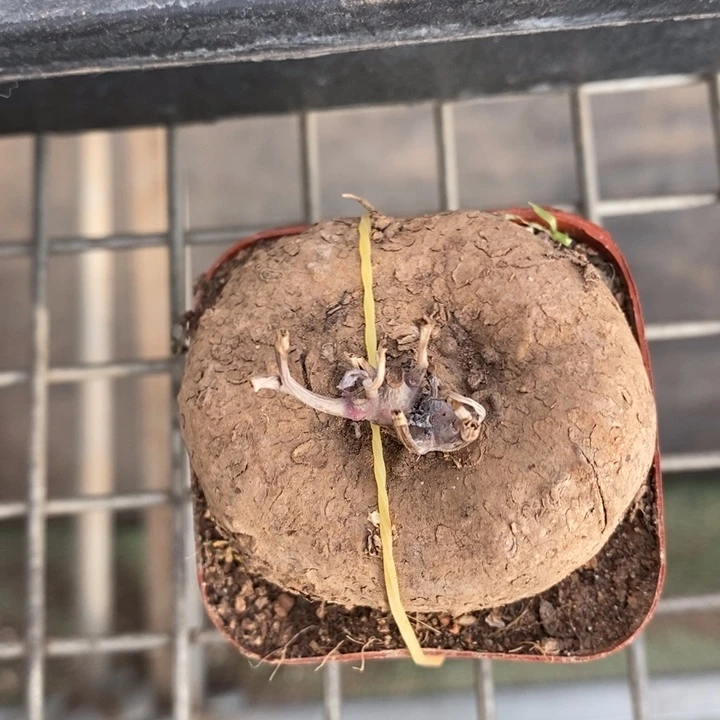 伯克利和格蕾纳等人在