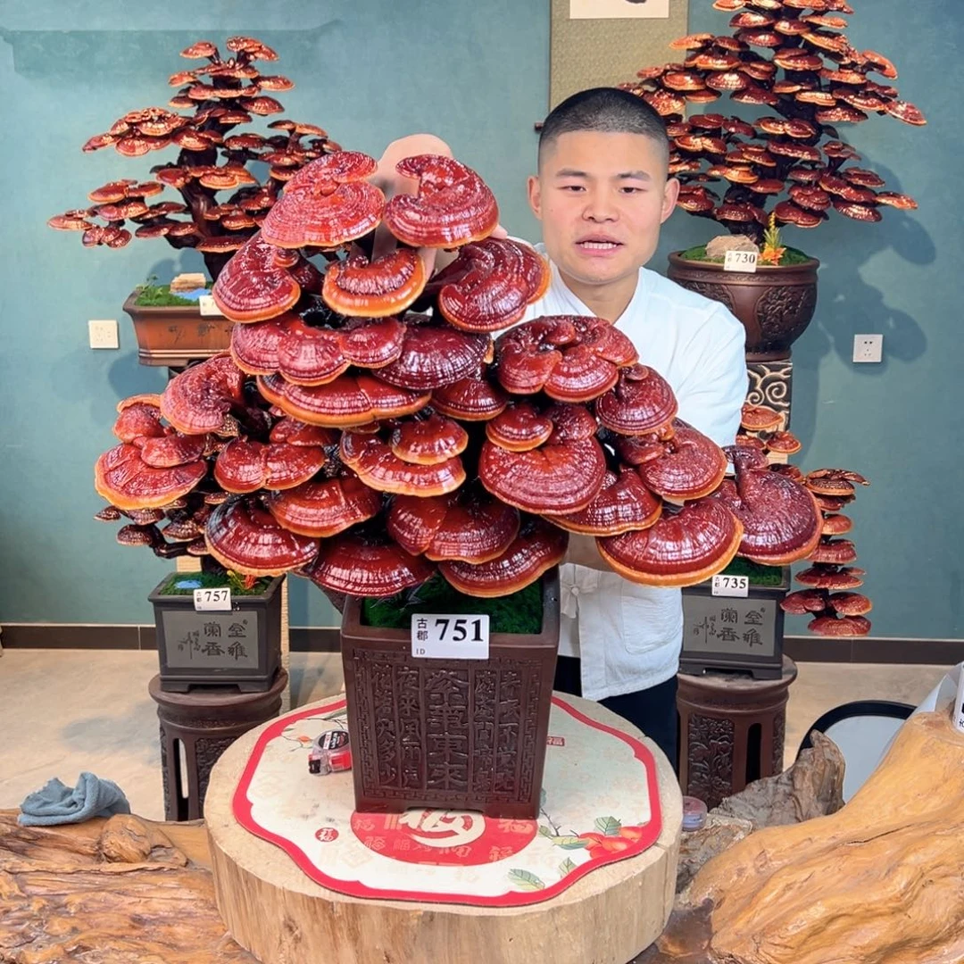 无花朵88888888888