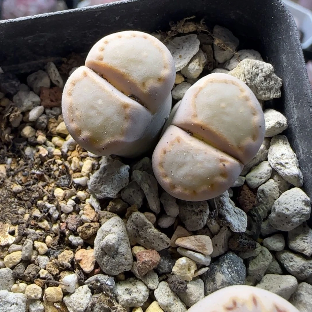 1。17。7036。217饼干。上播福利。