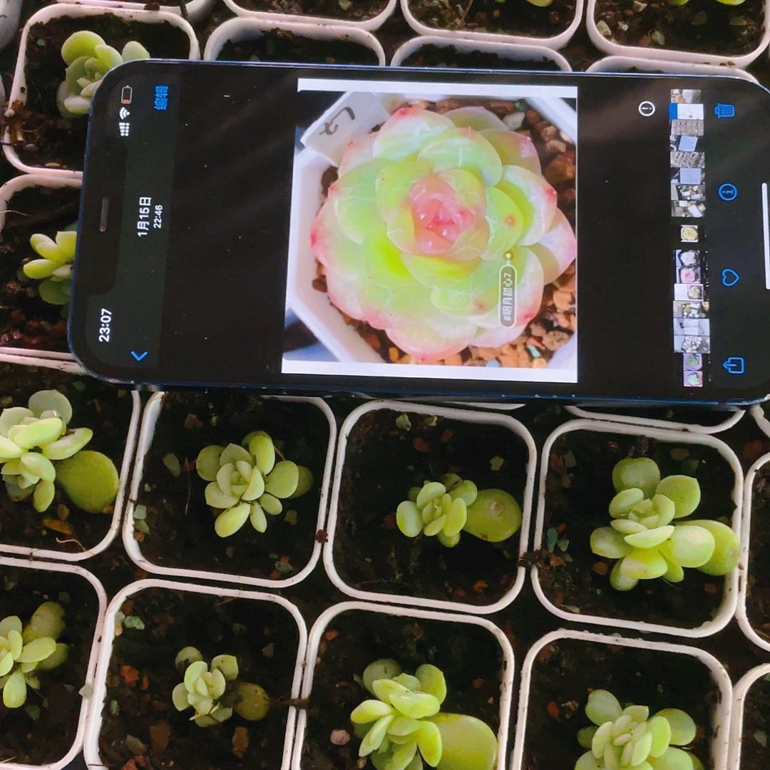 明月T7 中苗新盆一个满25包邮