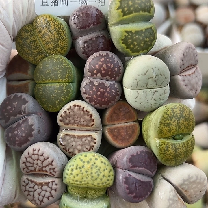 8883 好养易活生石花大母本16个