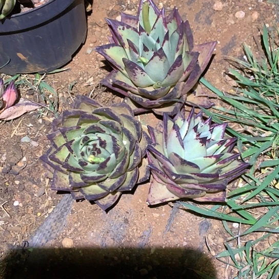 九*每周特价活动开始了