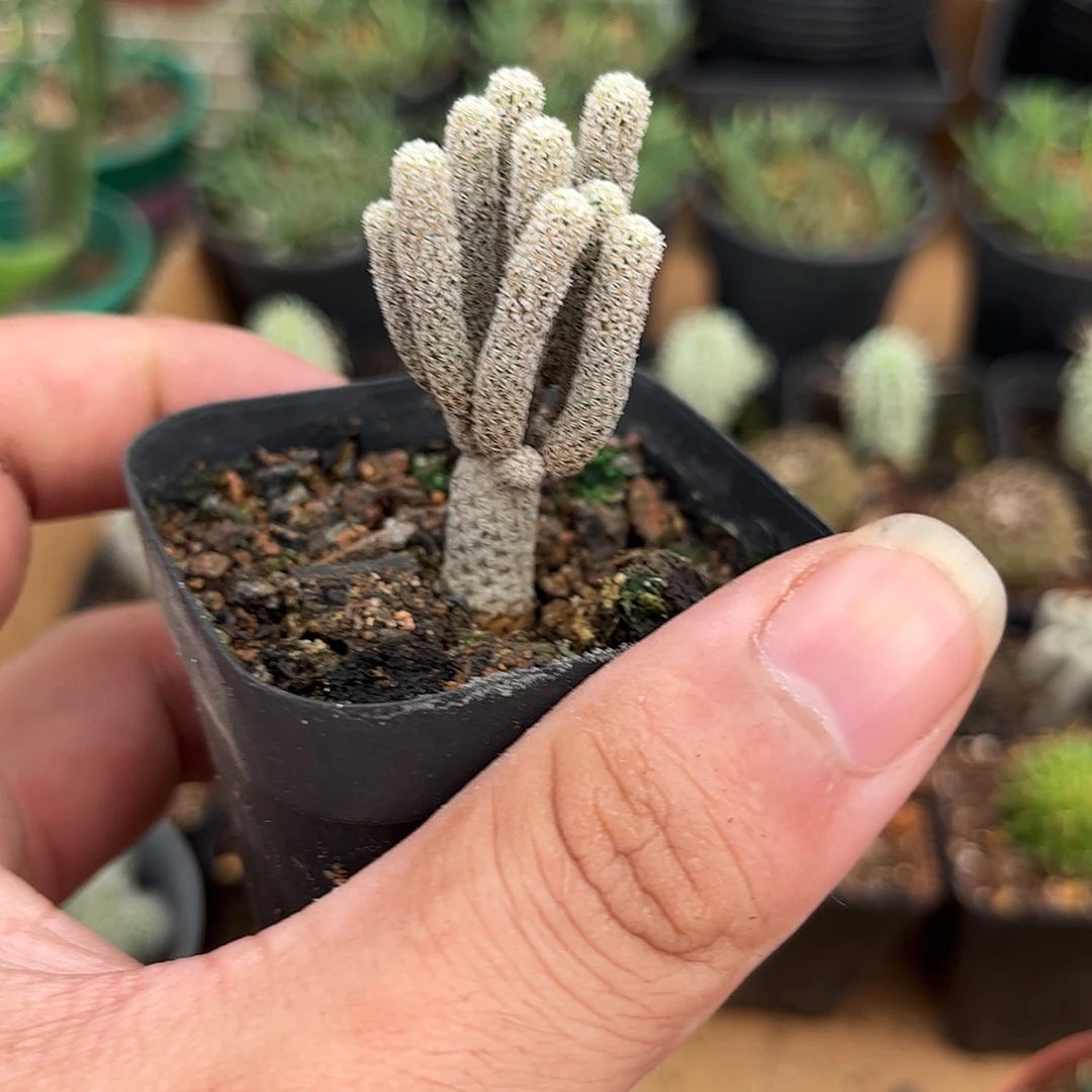 迷你牧师群生有根发货有根