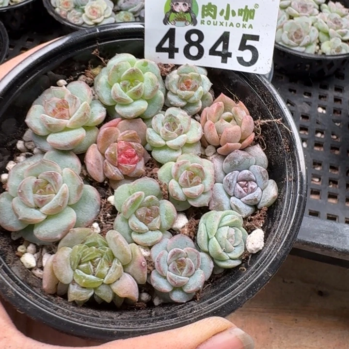 多肉植物多肉植物