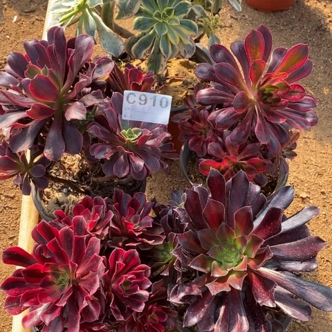 丽910五颗法师断枝不包