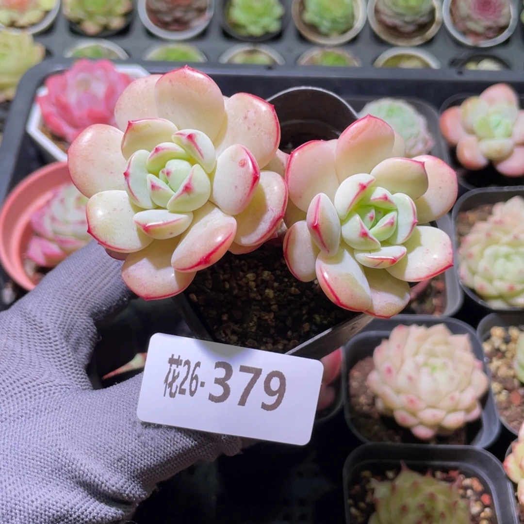 花利美26-379香草