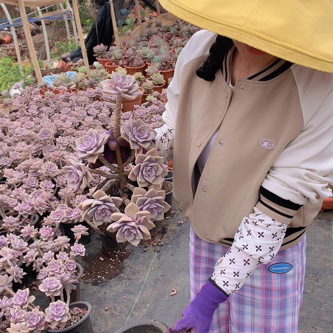 多肉植物紫乐9.9