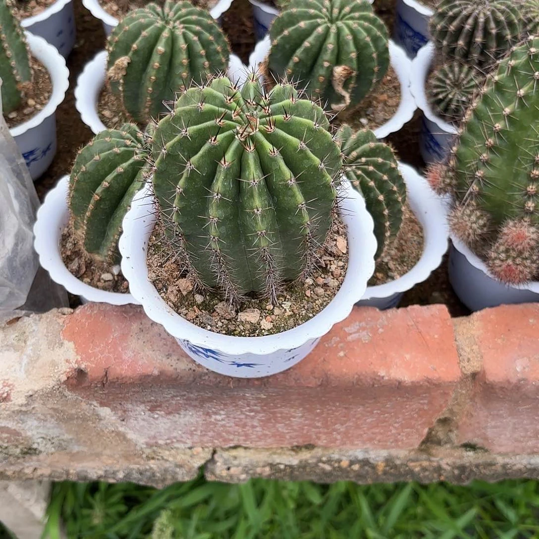 小*彩草拿铁柱子补差价5米