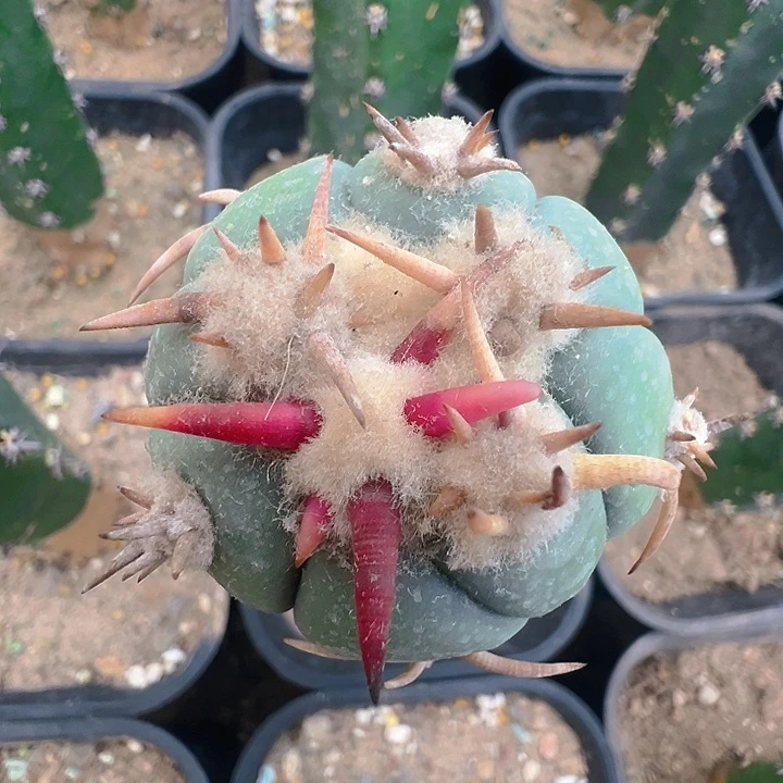 白刺翠屏。 苗接。