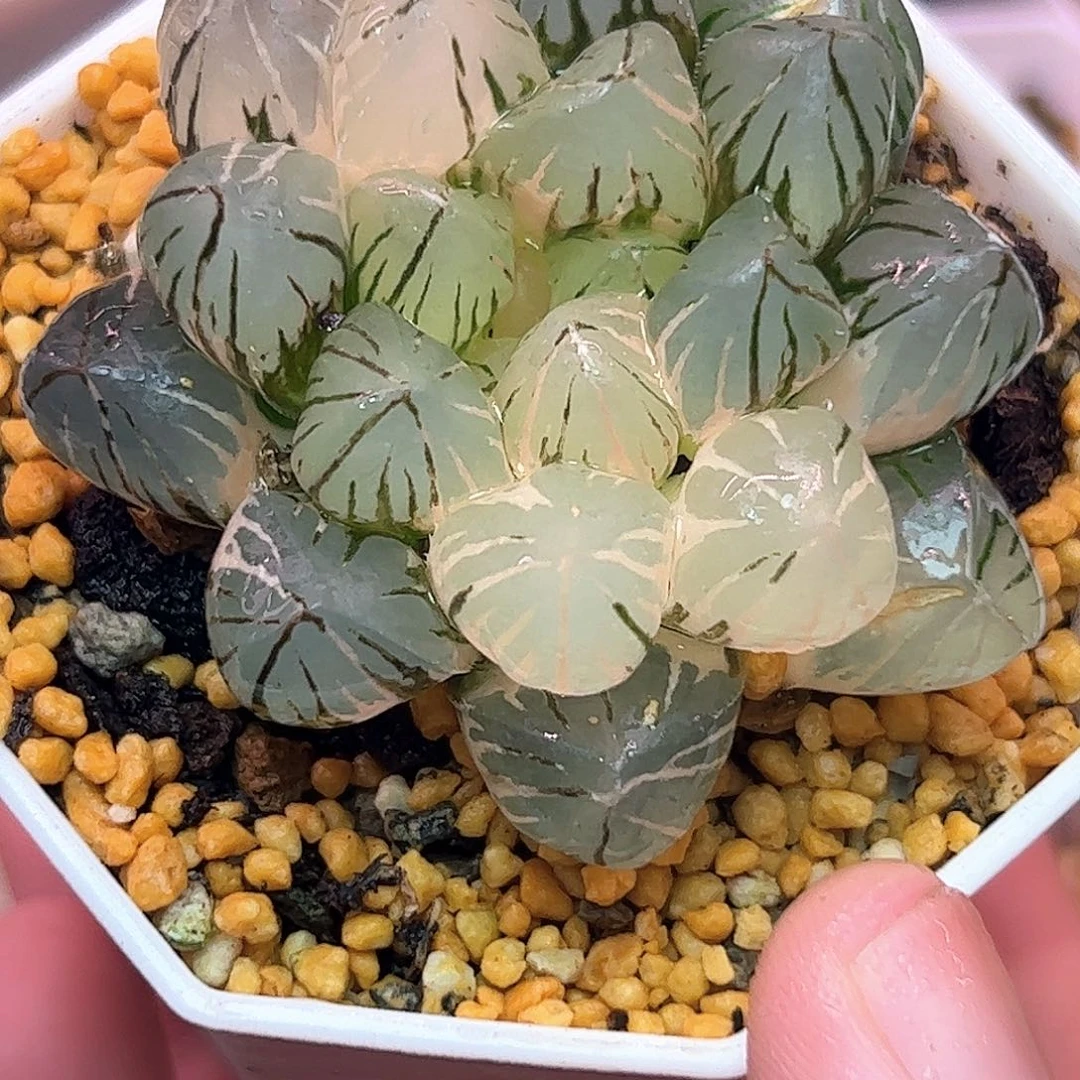 Om锦十二卷多肉植物
