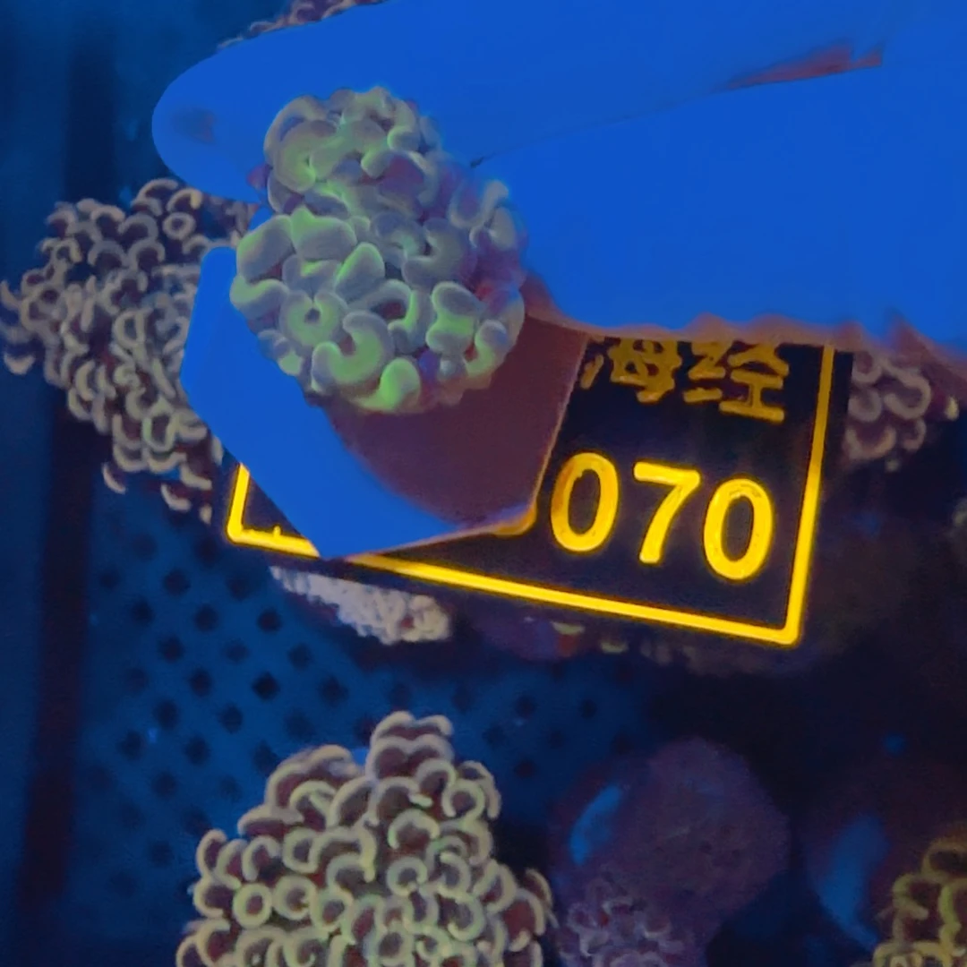 纽扣珊瑚,*,晓晓不包邮金猪腰B070