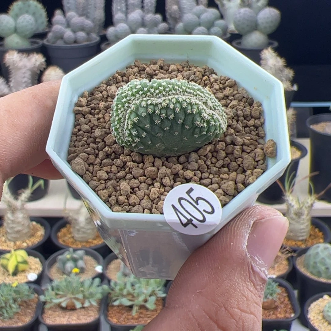 小菊水缀化实生一物一拍