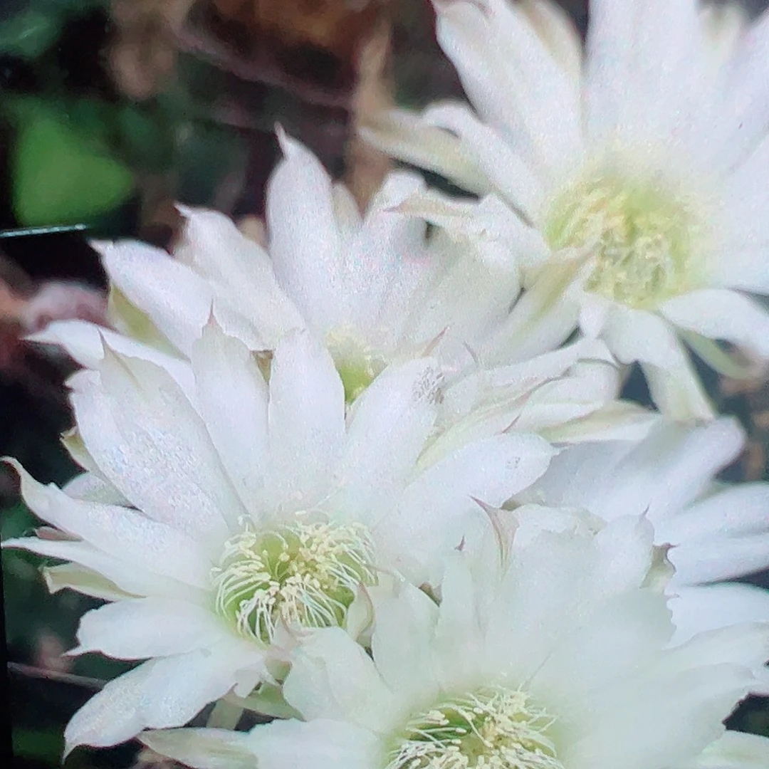 金刚 侧芽 满20包邮