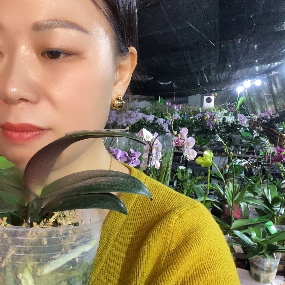 无花朵樱兰蝴蝶兰