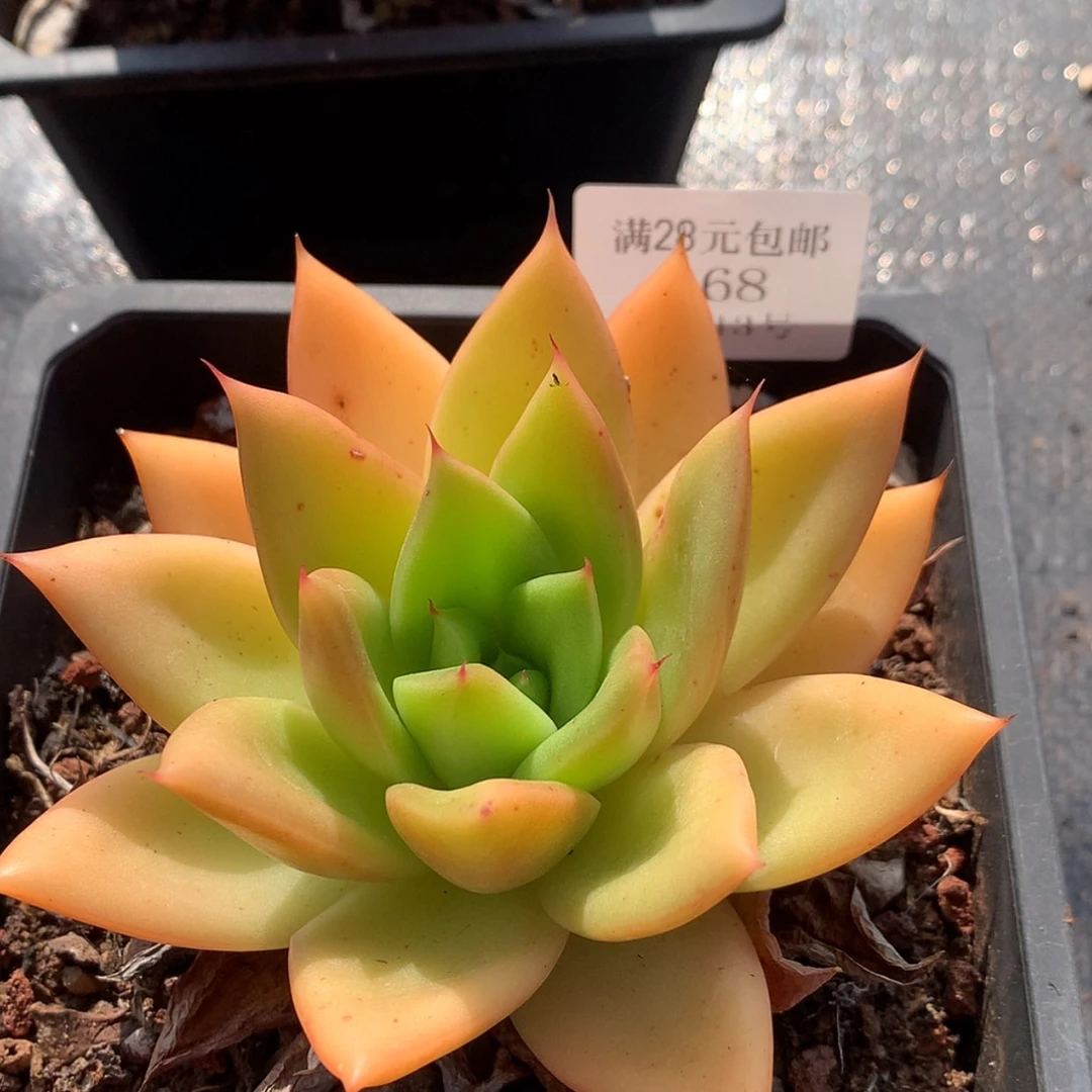 【闪购商品】云168号