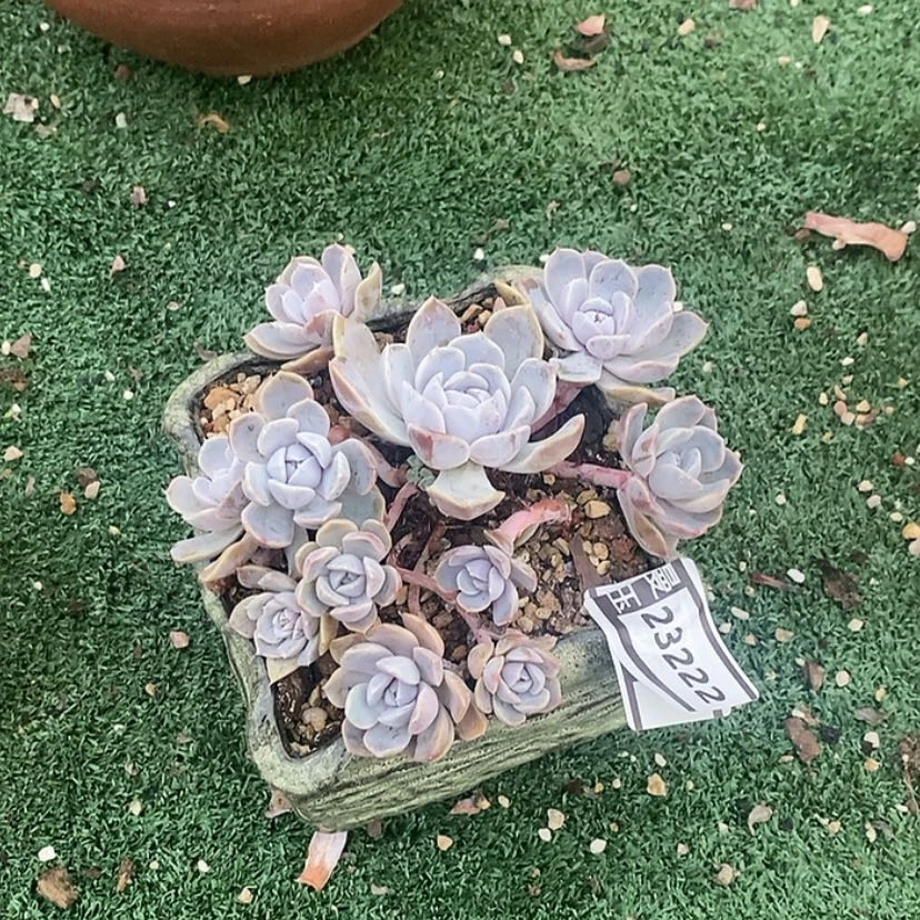 【闪购商品】汉堡23222