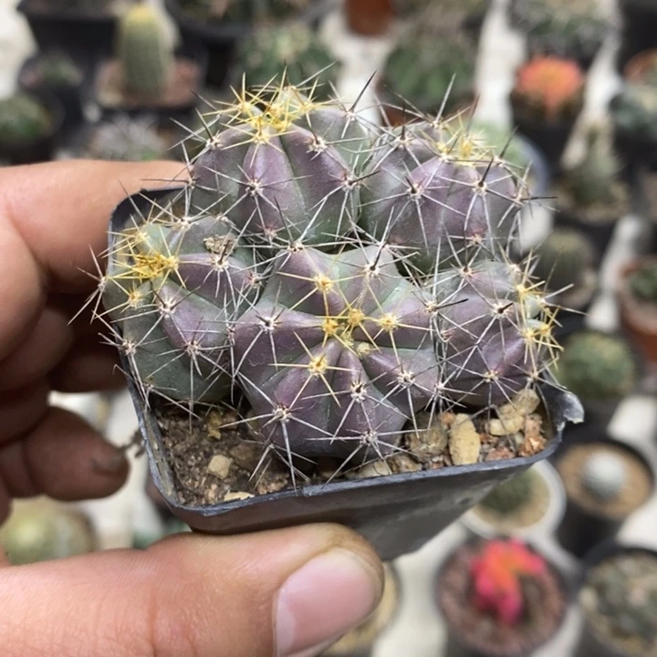 实生微刺虾特价福利