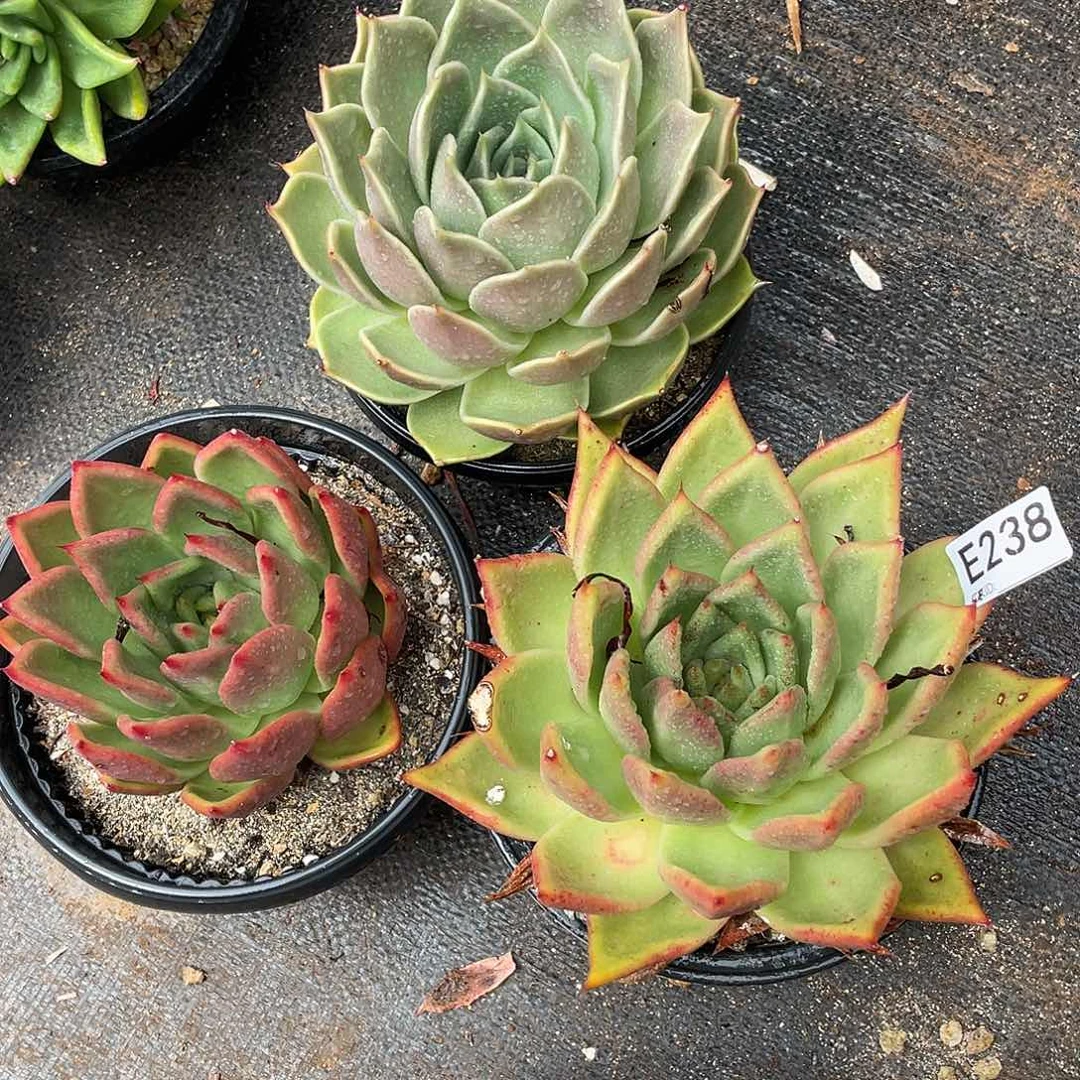 若如东云多肉组拍238