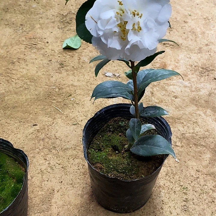 无花朵雪霸大尖山。