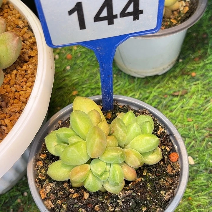 多肉植物胖体x系144