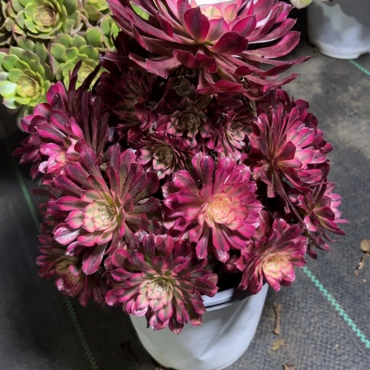 瑞妈一物一拍360