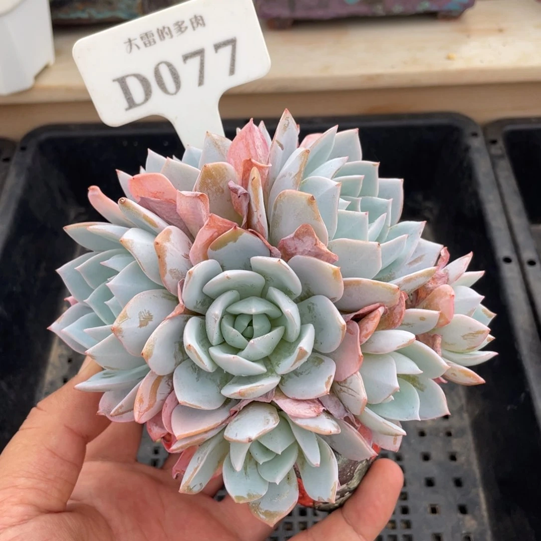 077白茶不带盆13厘米