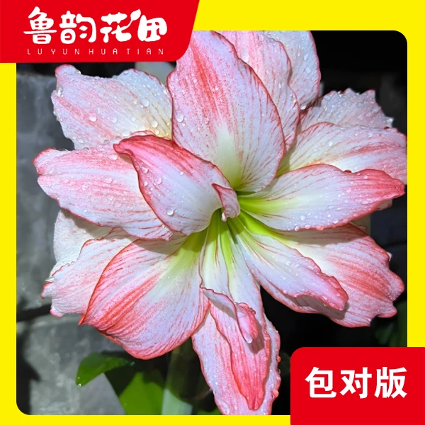 爱神 荷兰朱  朱顶红重瓣包对版