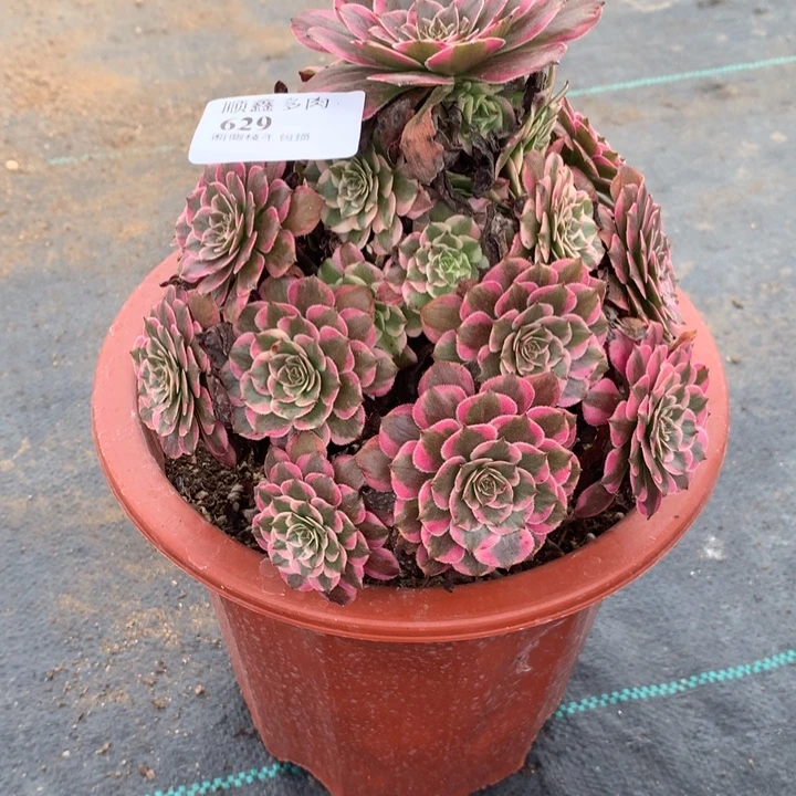 629霁月多肉植物特价