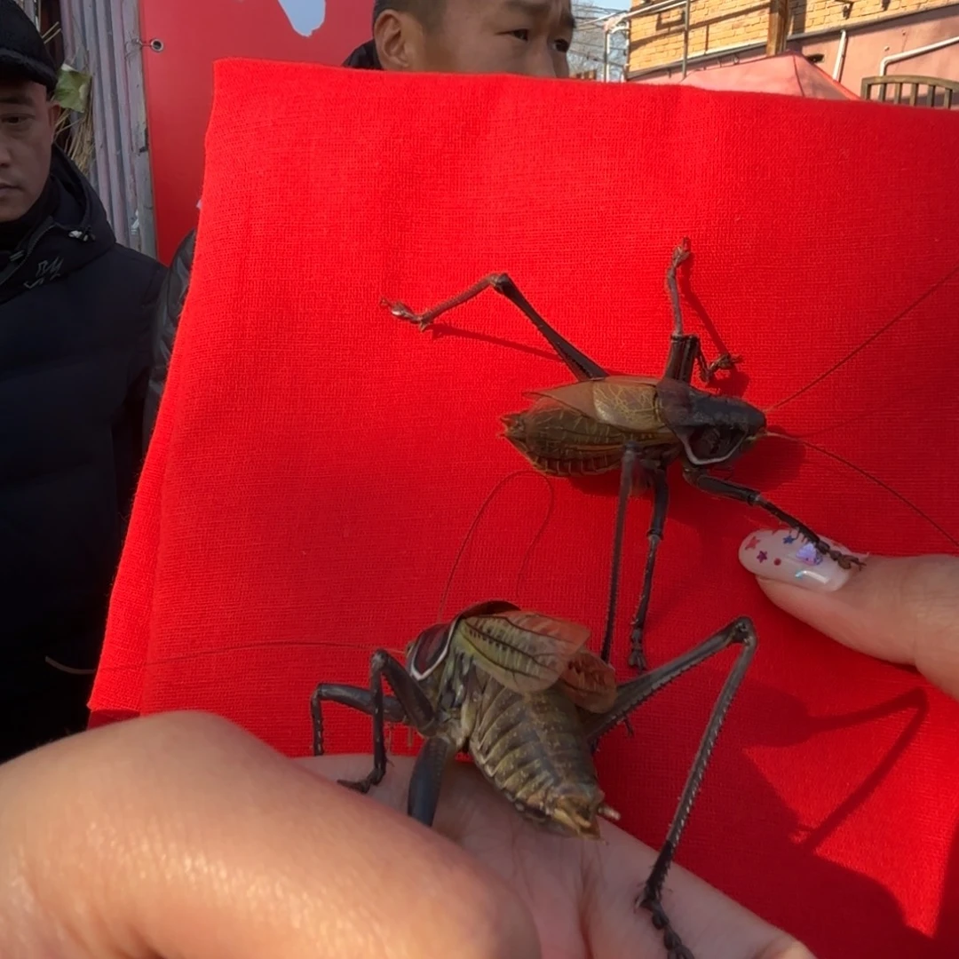 *****蝈蝈蝈蝈福福价格