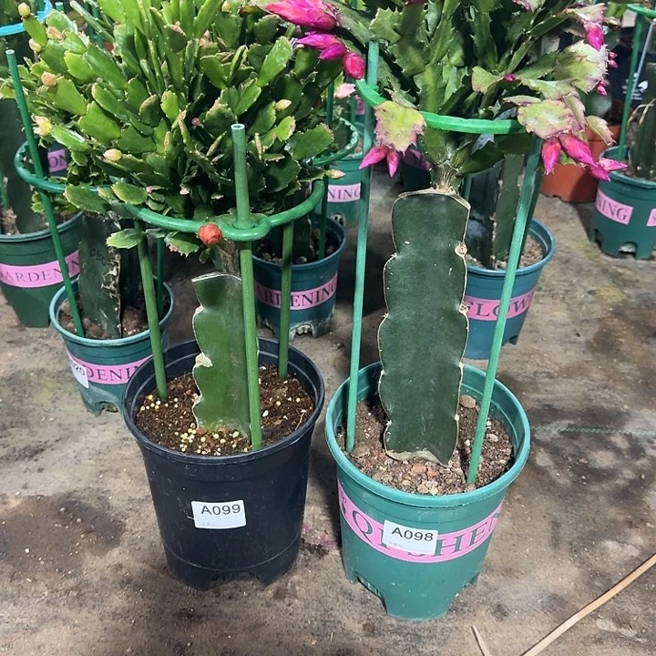 晃***悠大部分开放少量花苞099+098