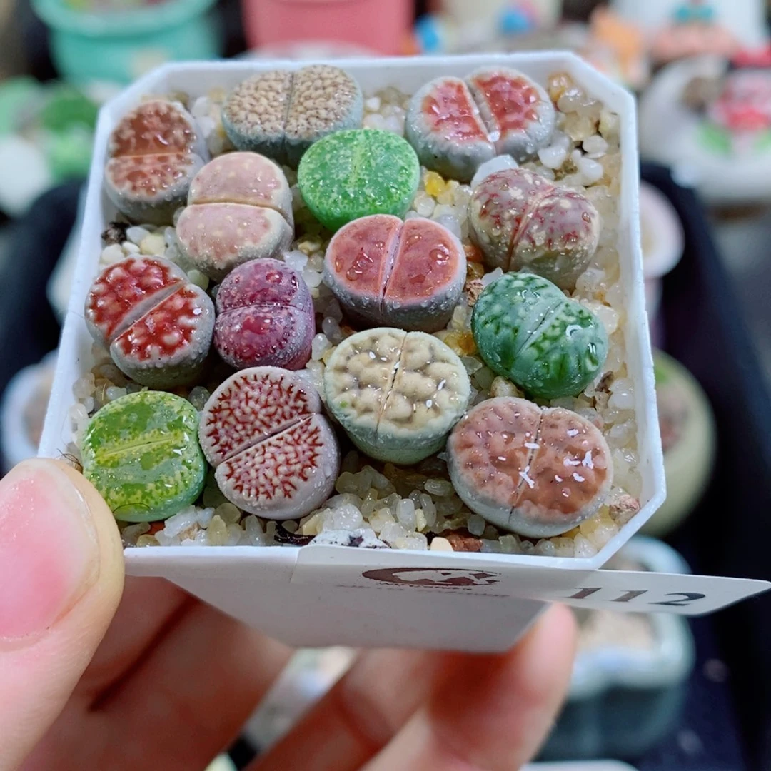 生石花花花花花花花112