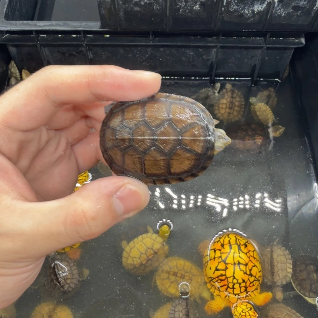 不分公母宠物龟红面