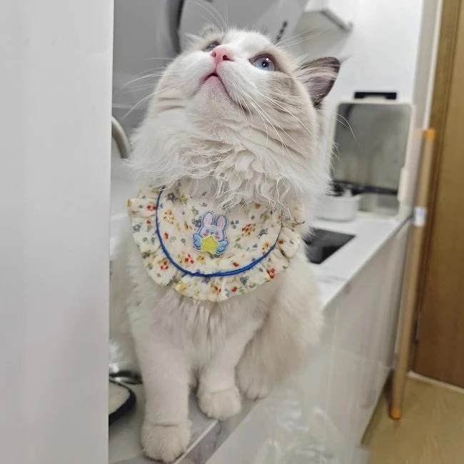 猫咪围兜可爱蓝色碎花狗狗口水巾布偶金渐层中小型犬蕾丝花边围脖