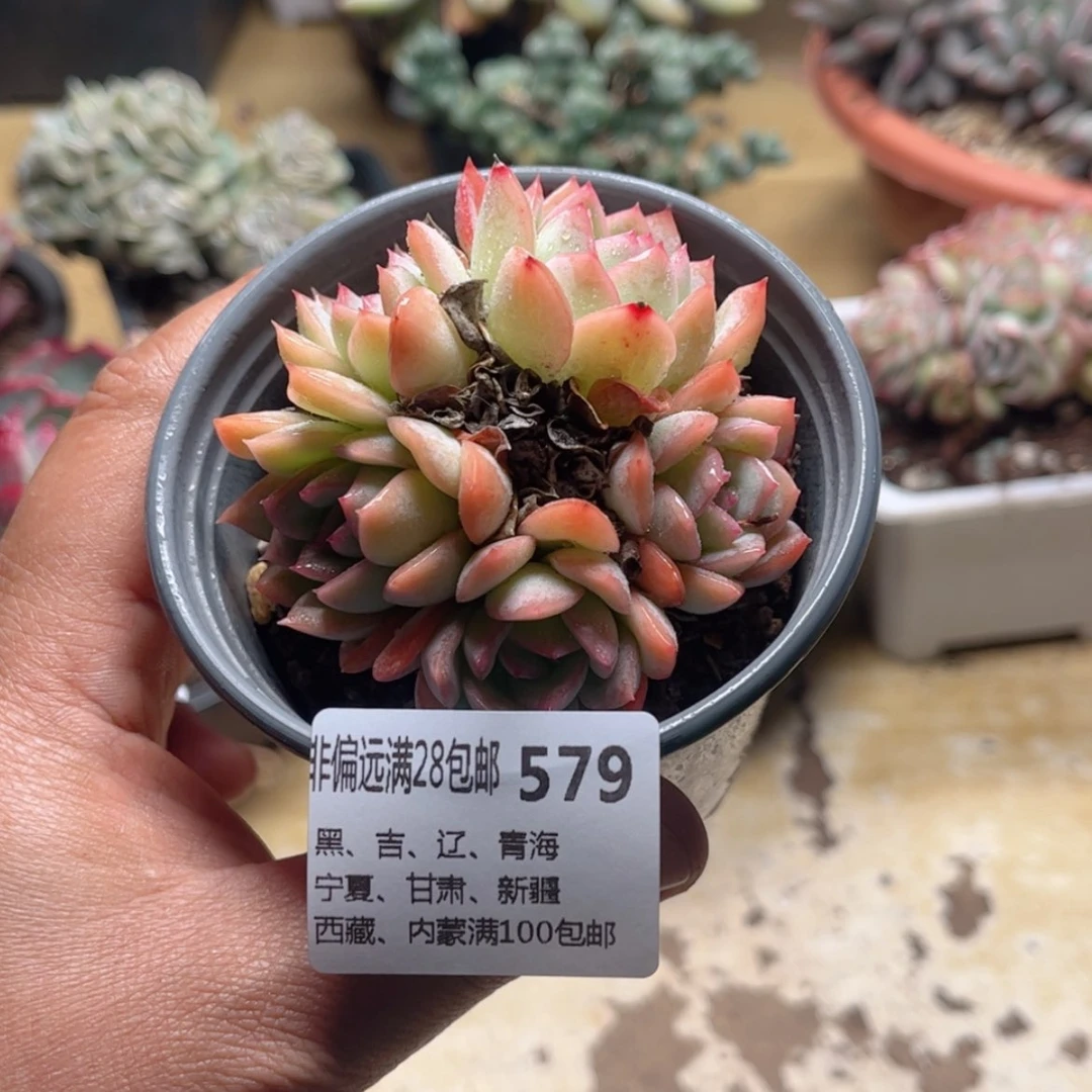【闪购商品】579莎莎女王多肉