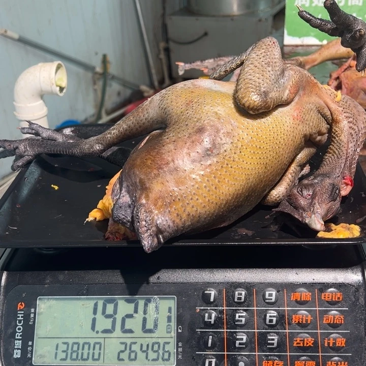 1号母鸡食用农产品中国大陆好***。