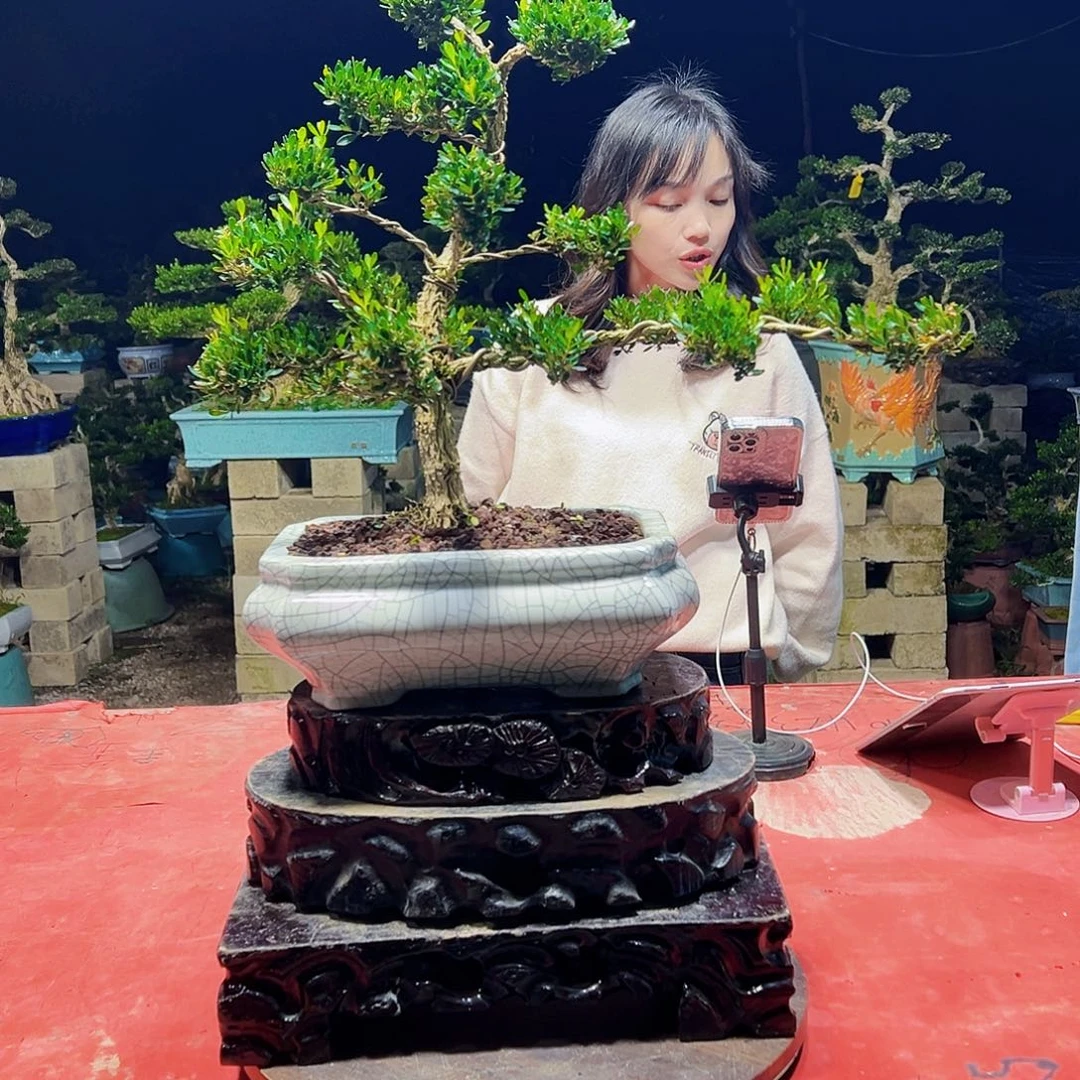 当前无花朵，栽培后可花朵