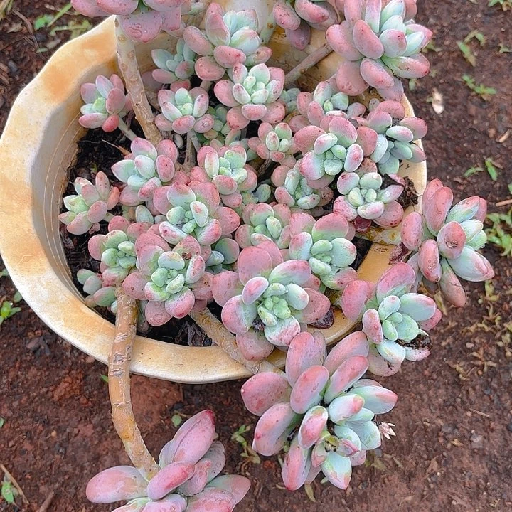 多肉植物。。。。。。。。。。。。。。。。。。。。。