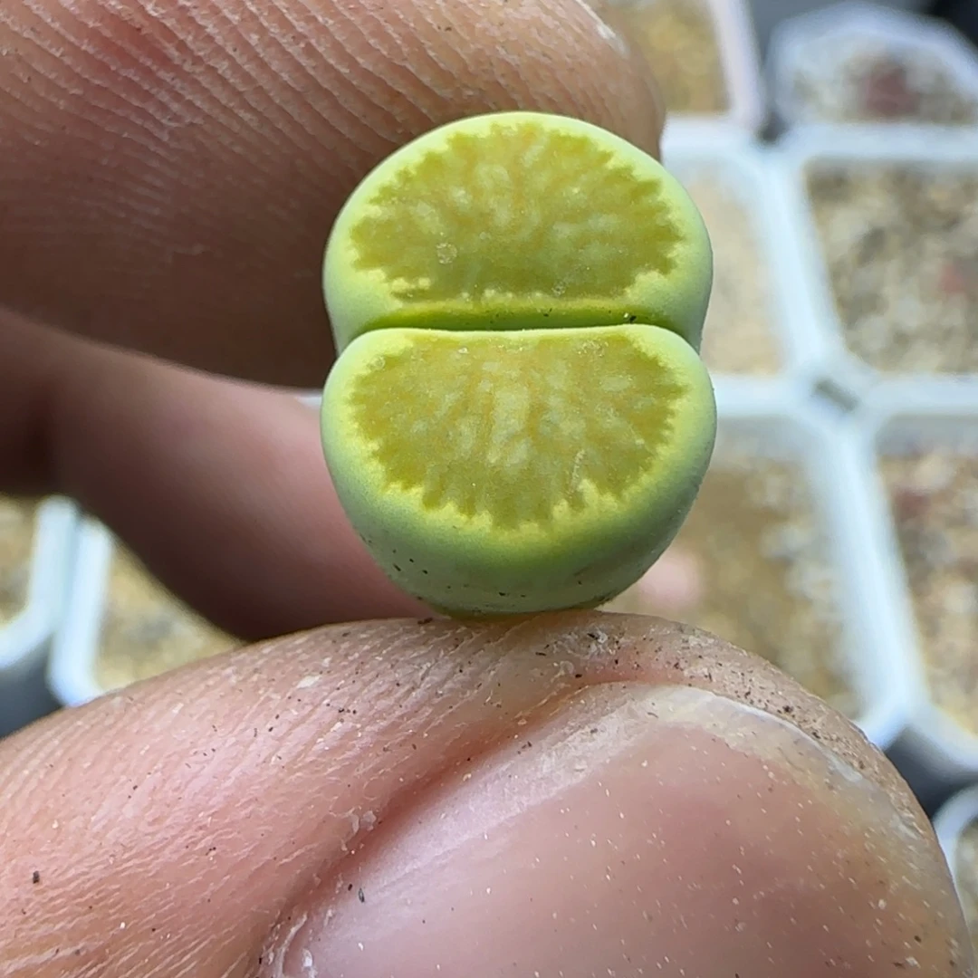 171 生石花大棚直播