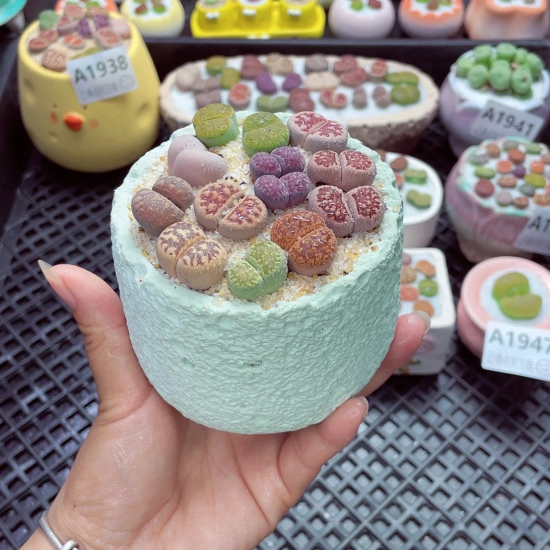 w1948 带盆土发货一物一拍