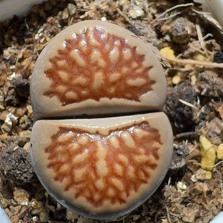 生石花111121。  2.5左右。  89