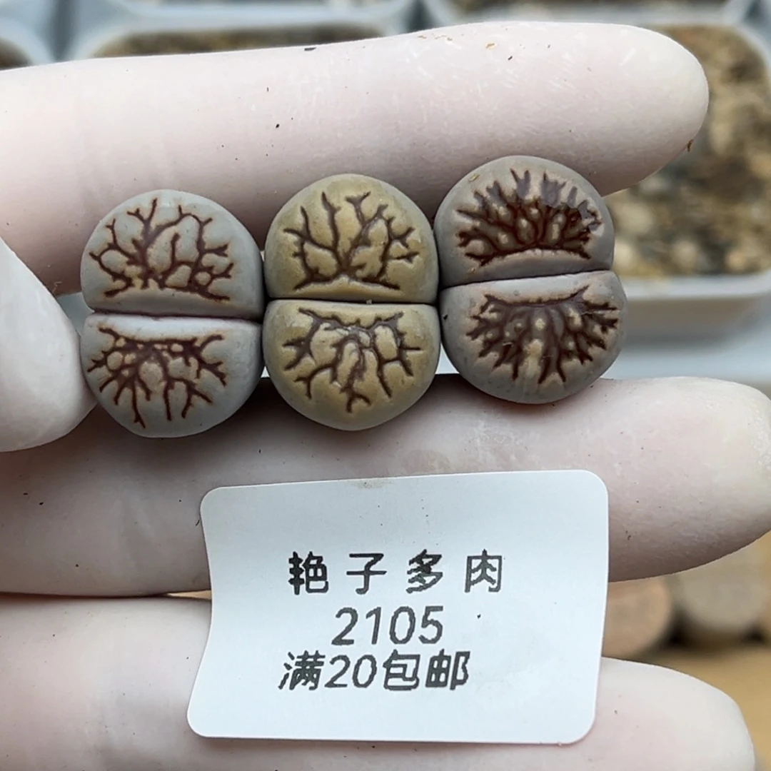 2105号一首三颗特选菊化石