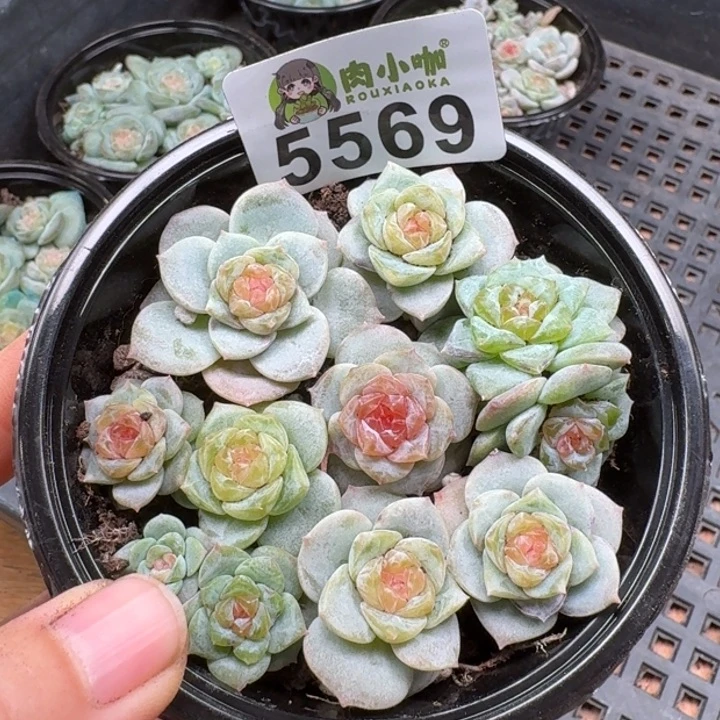 多肉植物多肉植物