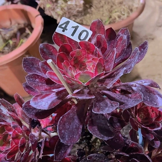 加***天多肉植物一个法师