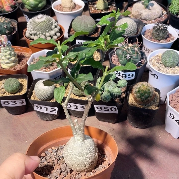 820火星人块根植物