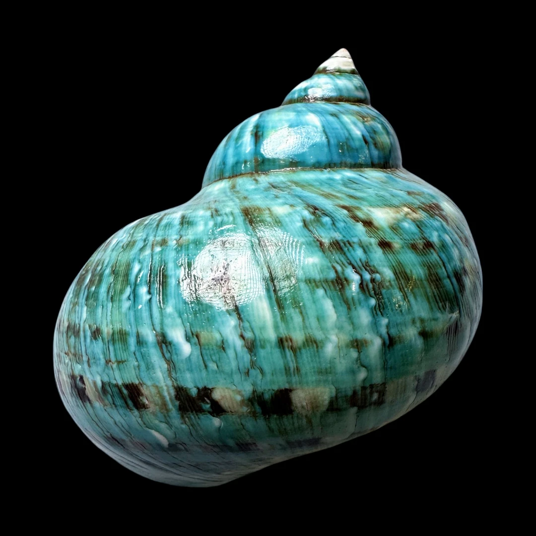 【帝王螺杯（特大！精品）】98.3mm 赠1串杯托 天然贝壳 L39