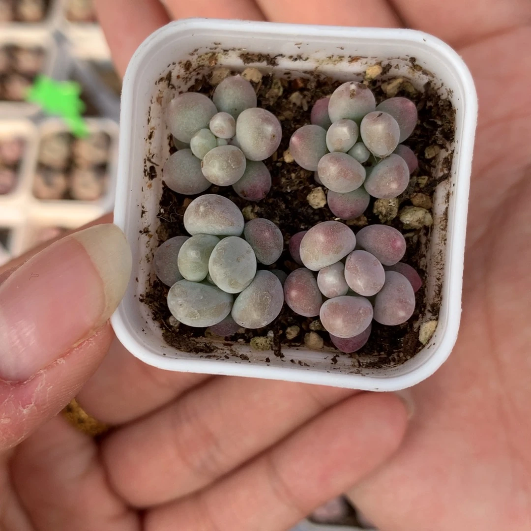 蜜桃奶酪多肉植物