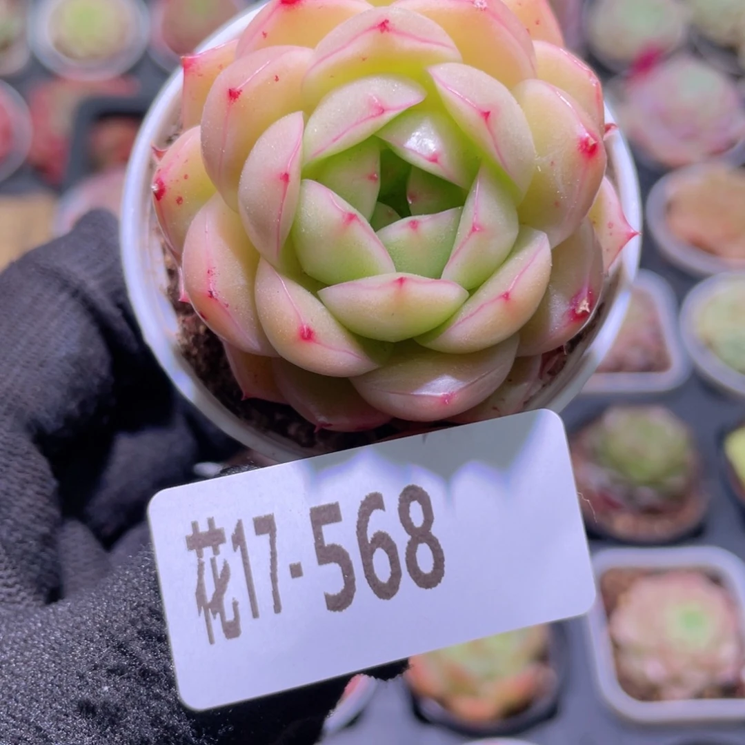 花利美17-568麦秆